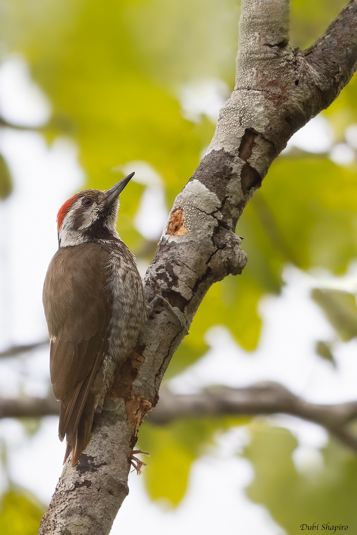 Stierling's Woodpecker - Dubi Shapiro