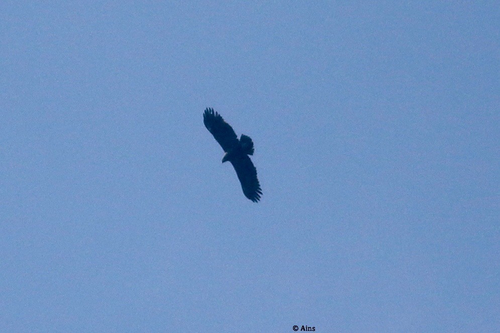 Greater Spotted Eagle - Ains Priestman