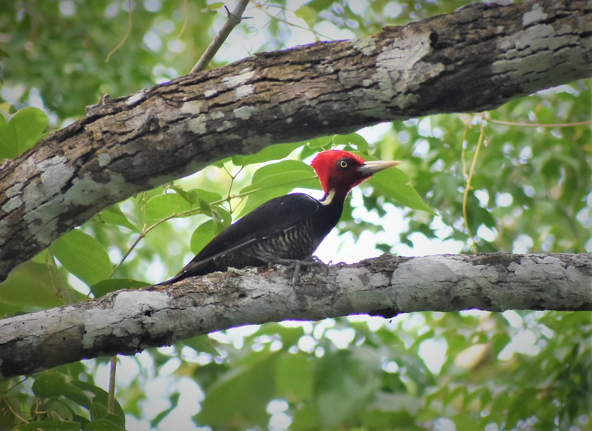 Pale-billed Woodpecker - Fausto Chi