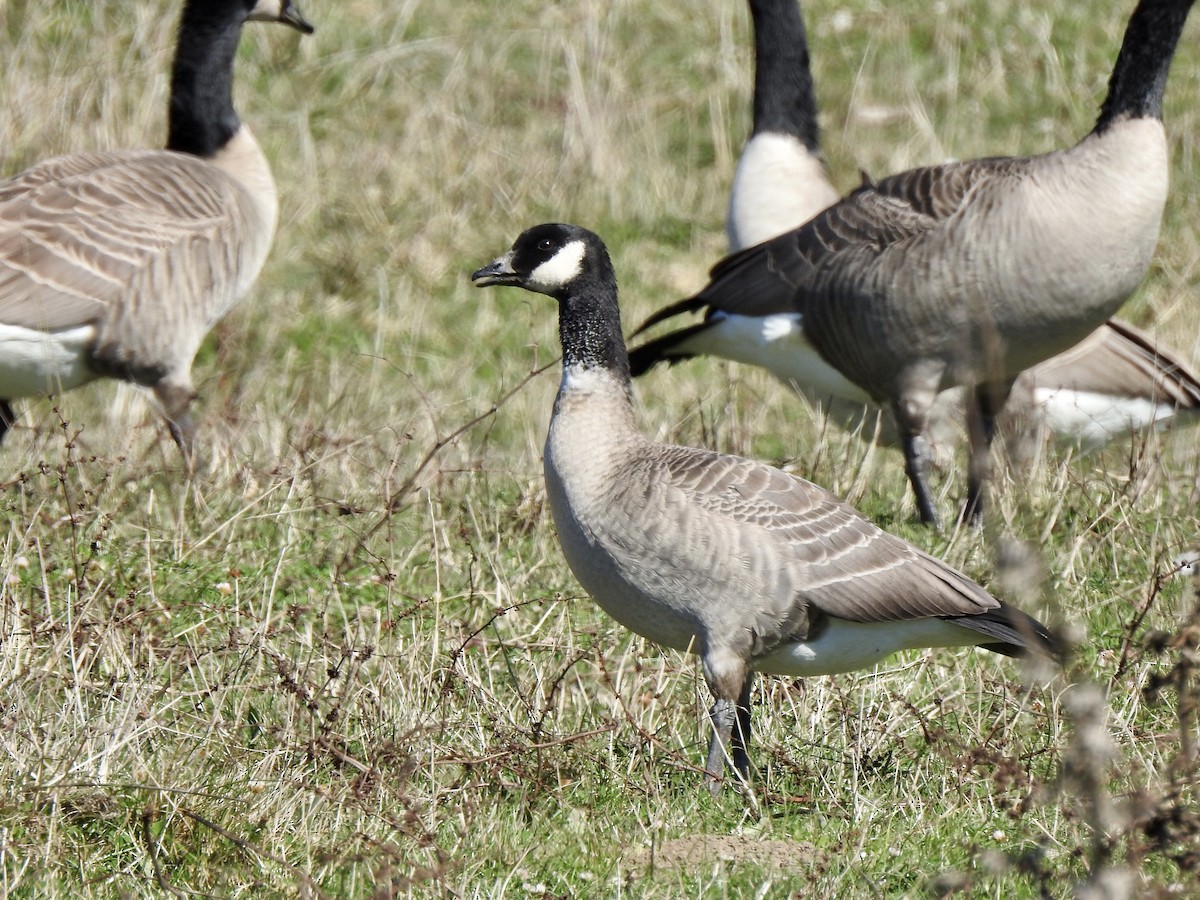 Cackling Goose (Aleutian) - ML376498971