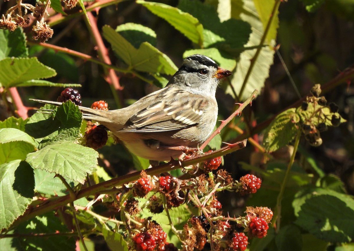 White-crowned Sparrow - Denise & David Hamilton