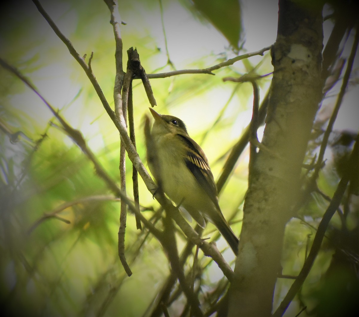 Yellow-bellied Flycatcher - Fausto Chi