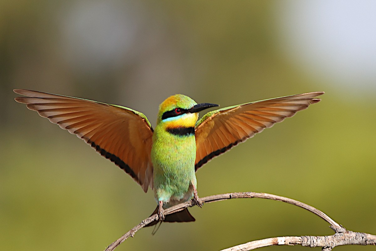 Rainbow Bee-eater - ML376510971