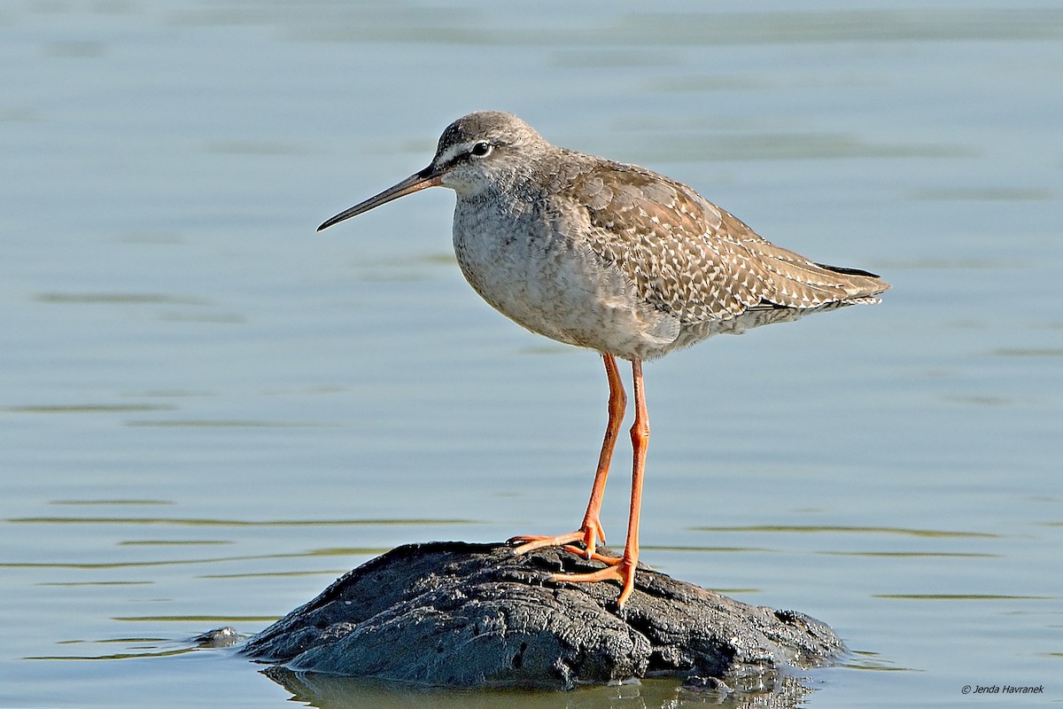 Spotted Redshank - ML376514251