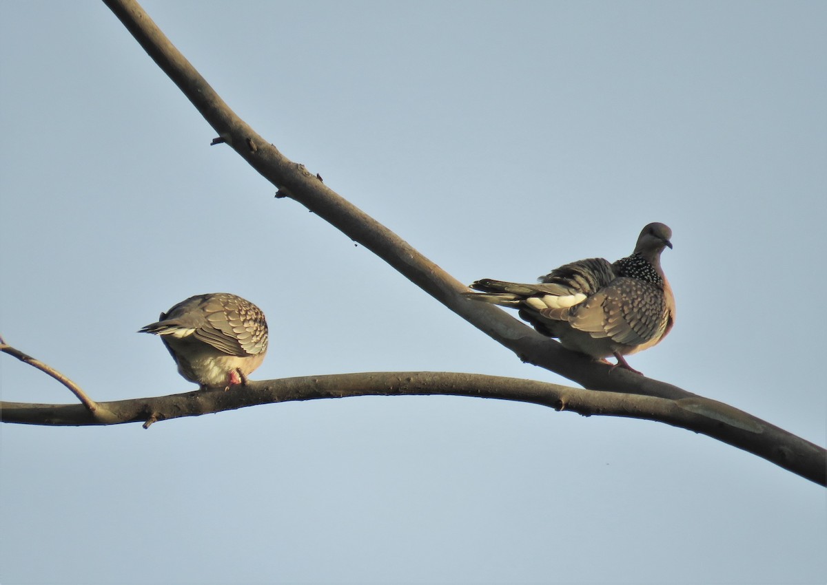 Spotted Dove - ML376523771