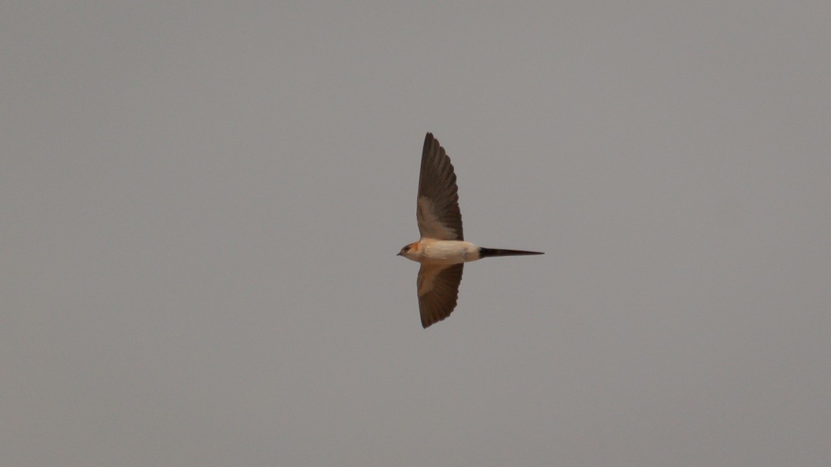 Red-rumped Swallow (Red-rumped) - ML376528921