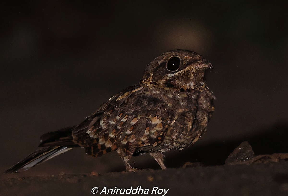 Indian Nightjar - Aniruddha  Roy