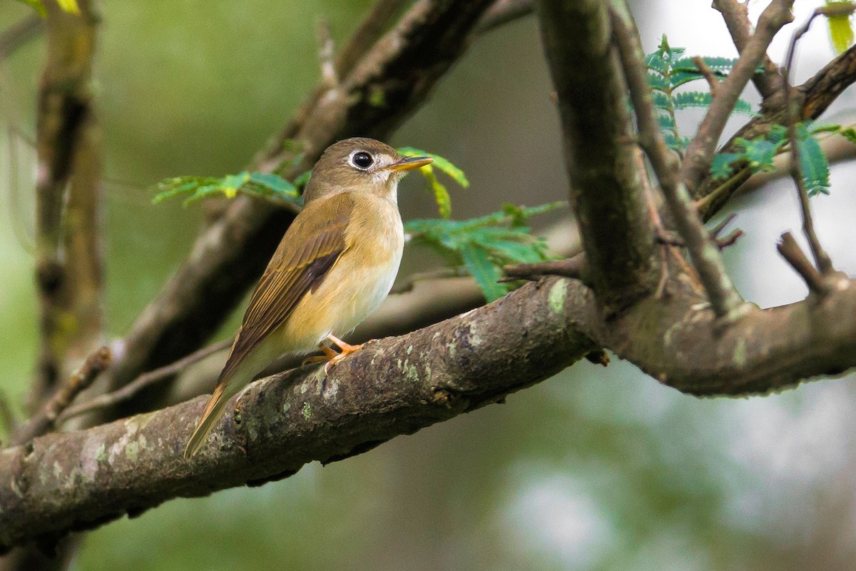 Brown-breasted Flycatcher - ML376530641