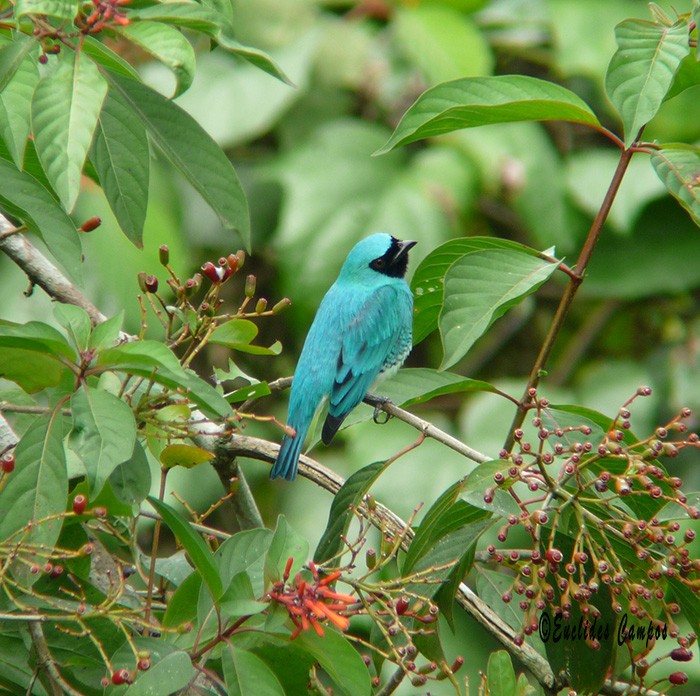 Swallow Tanager - ML37653111