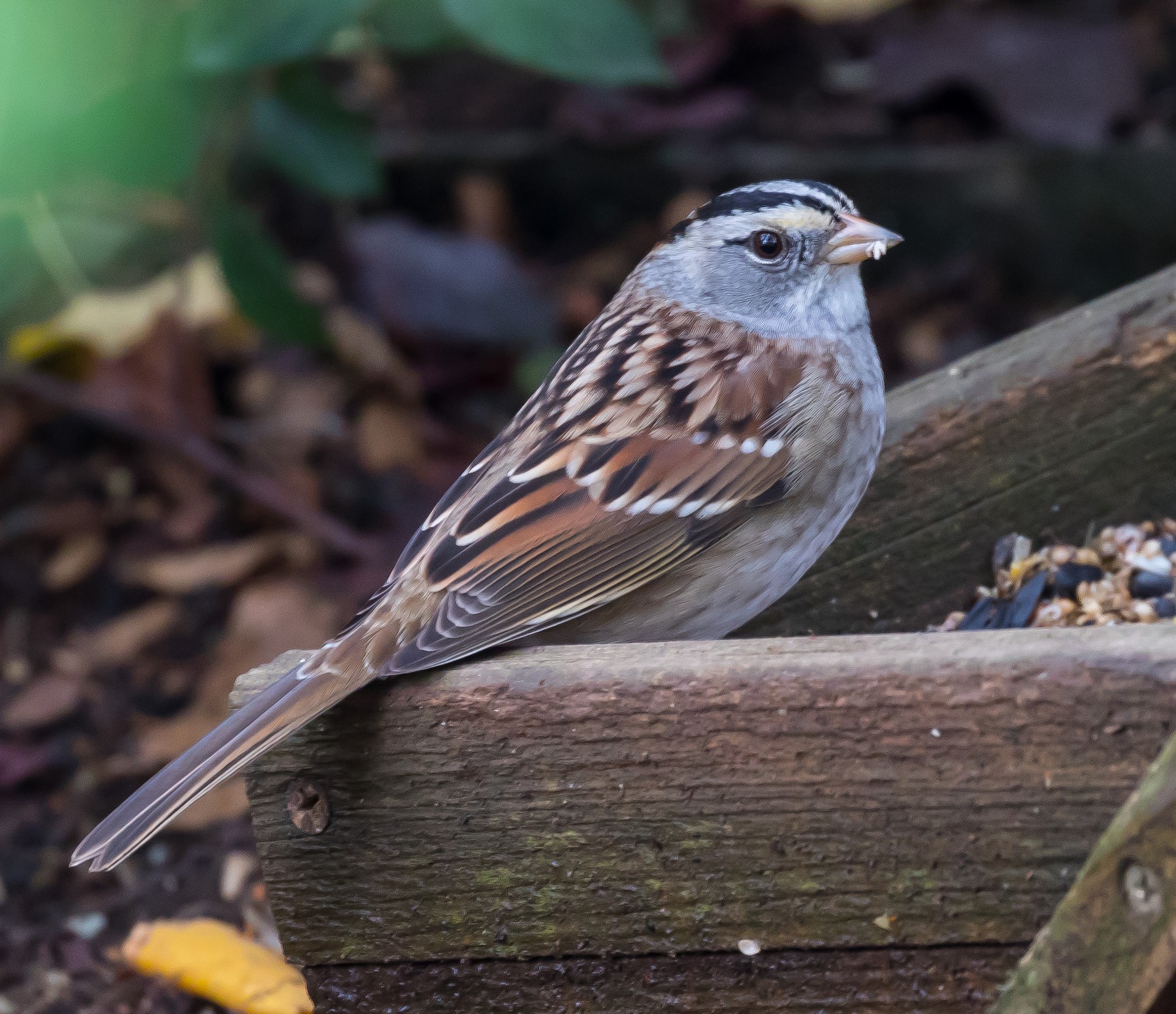 Chingolo coroniblanco x gorjiblanco (híbrido) - eBird