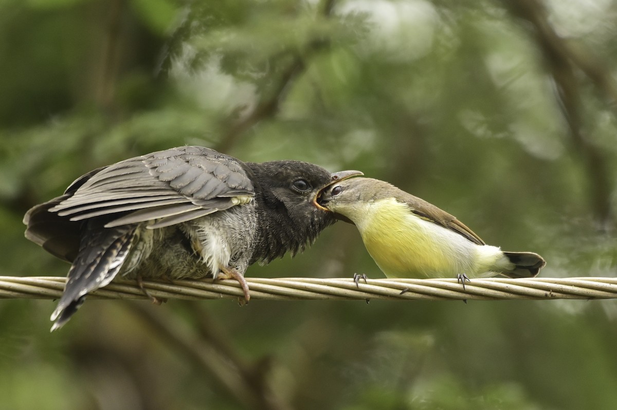 Gray-bellied Cuckoo - Dhiraj Bhaisare