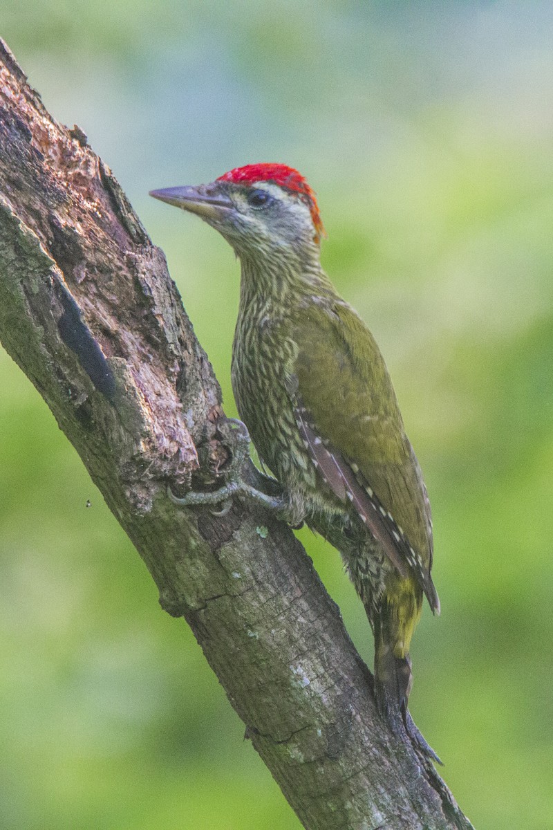 Streak-throated Woodpecker - SANTANAB MAJUMDER