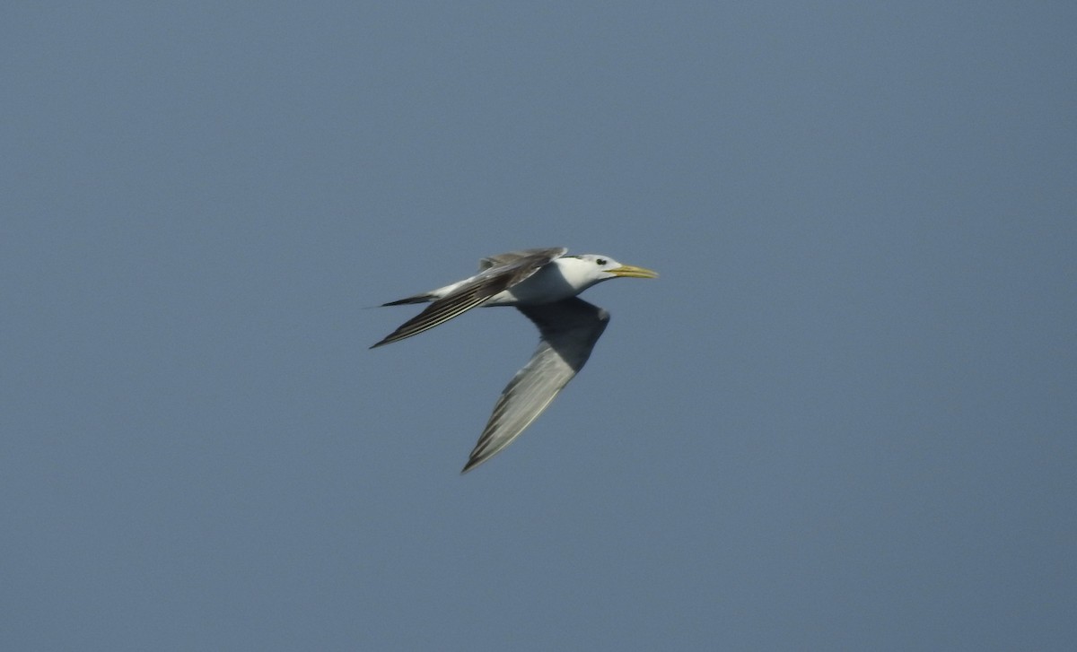 Lesser Crested Tern - ML37653521