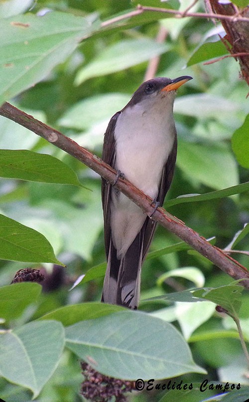 Pearly-breasted Cuckoo - Euclides "Kilo" Campos