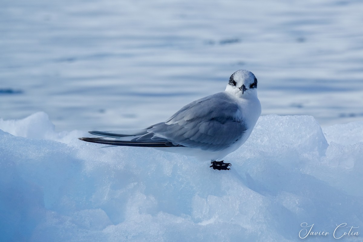 eBird Checklist - 23 Jan 2020 - Cierva Cove - 1 species