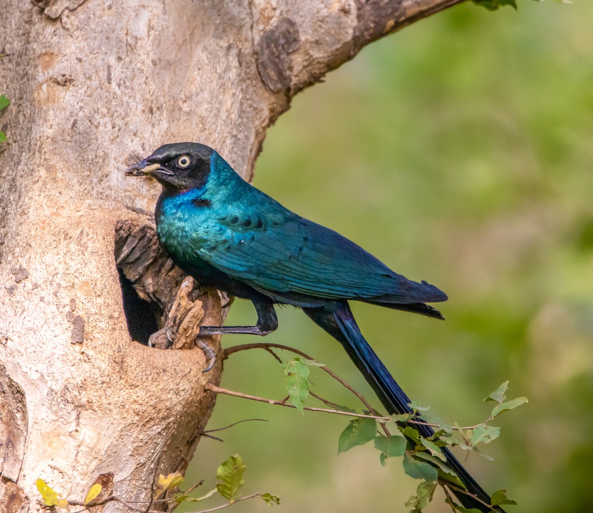 Long-tailed Glossy Starling - ML376540001