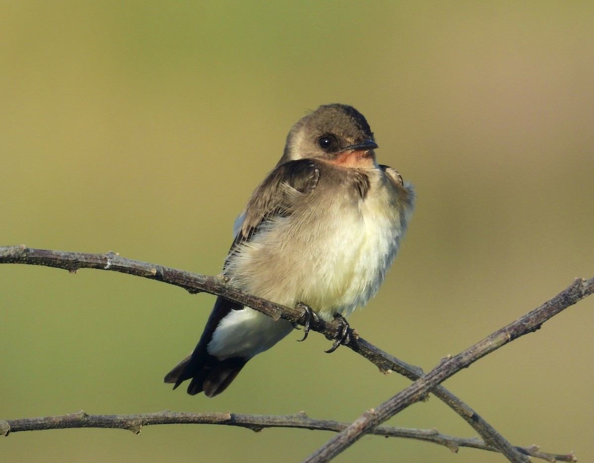 Southern Rough-winged Swallow - ML376543701