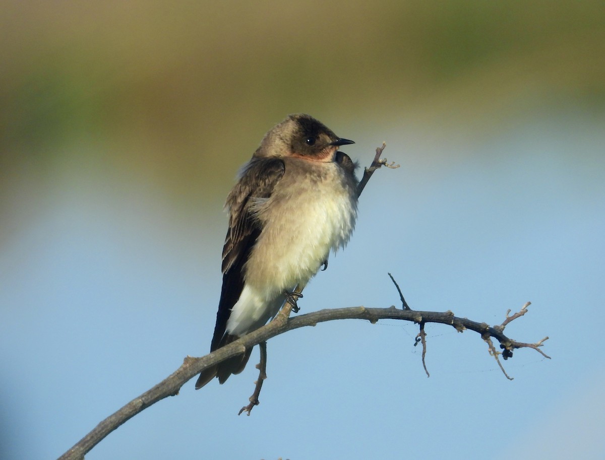 Southern Rough-winged Swallow - ML376543721