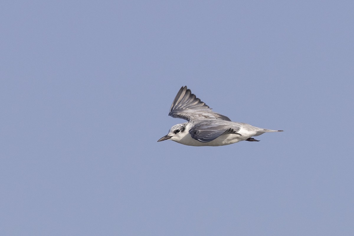 Whiskered Tern - Niall D Perrins