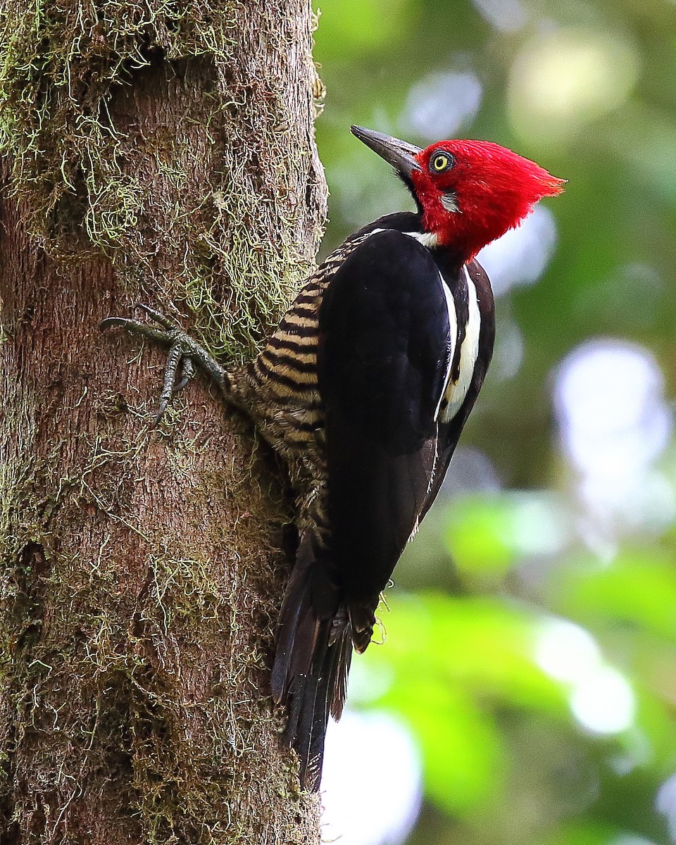 Guayaquil Woodpecker - ML37654991