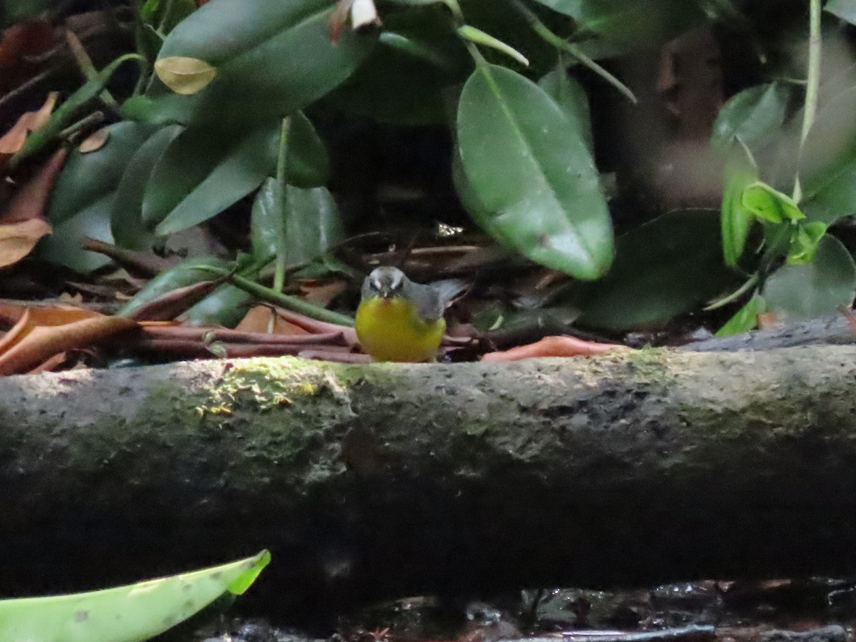 Gray-and-gold Warbler - ML376552401
