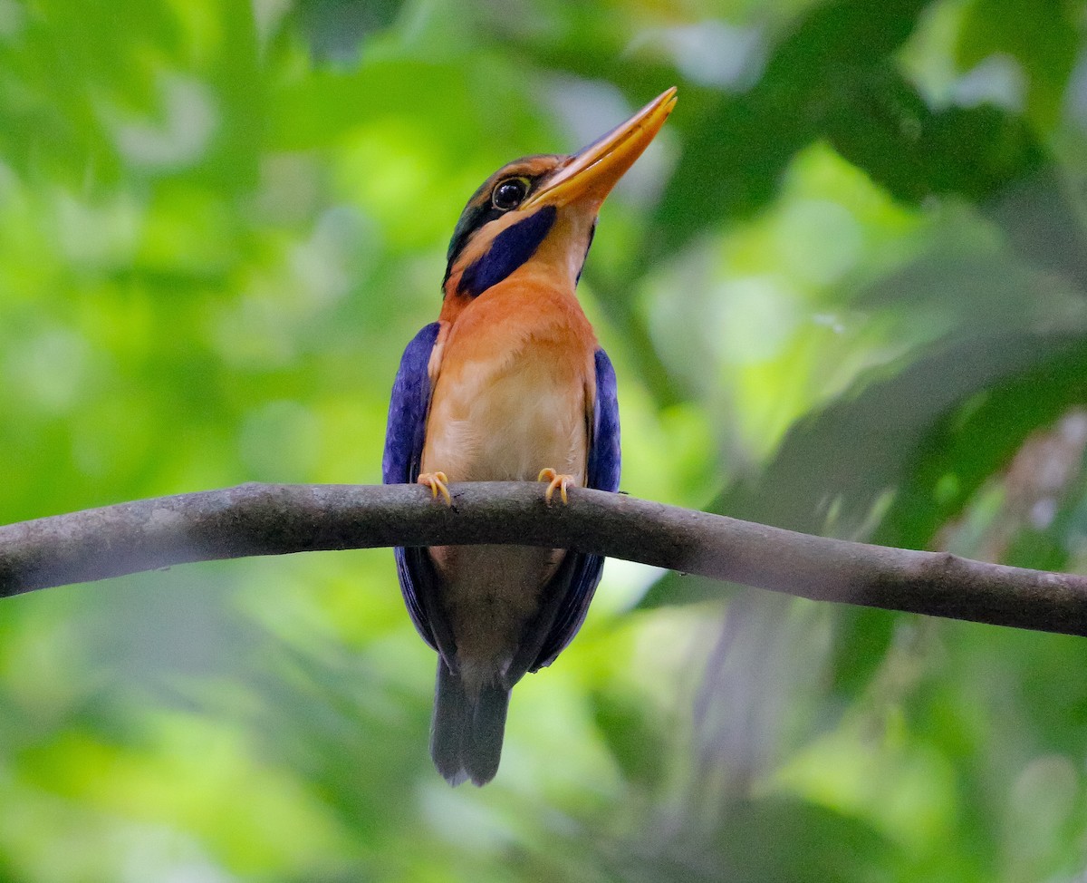 Rufous-collared Kingfisher - Neoh Hor Kee