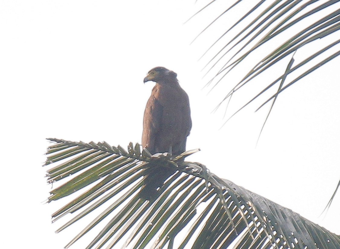 Crested Serpent-Eagle - ML376556461
