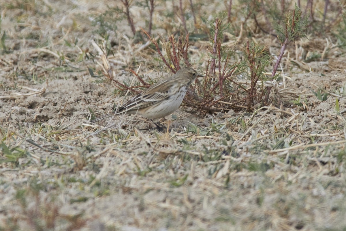 Water Pipit - ML376557281