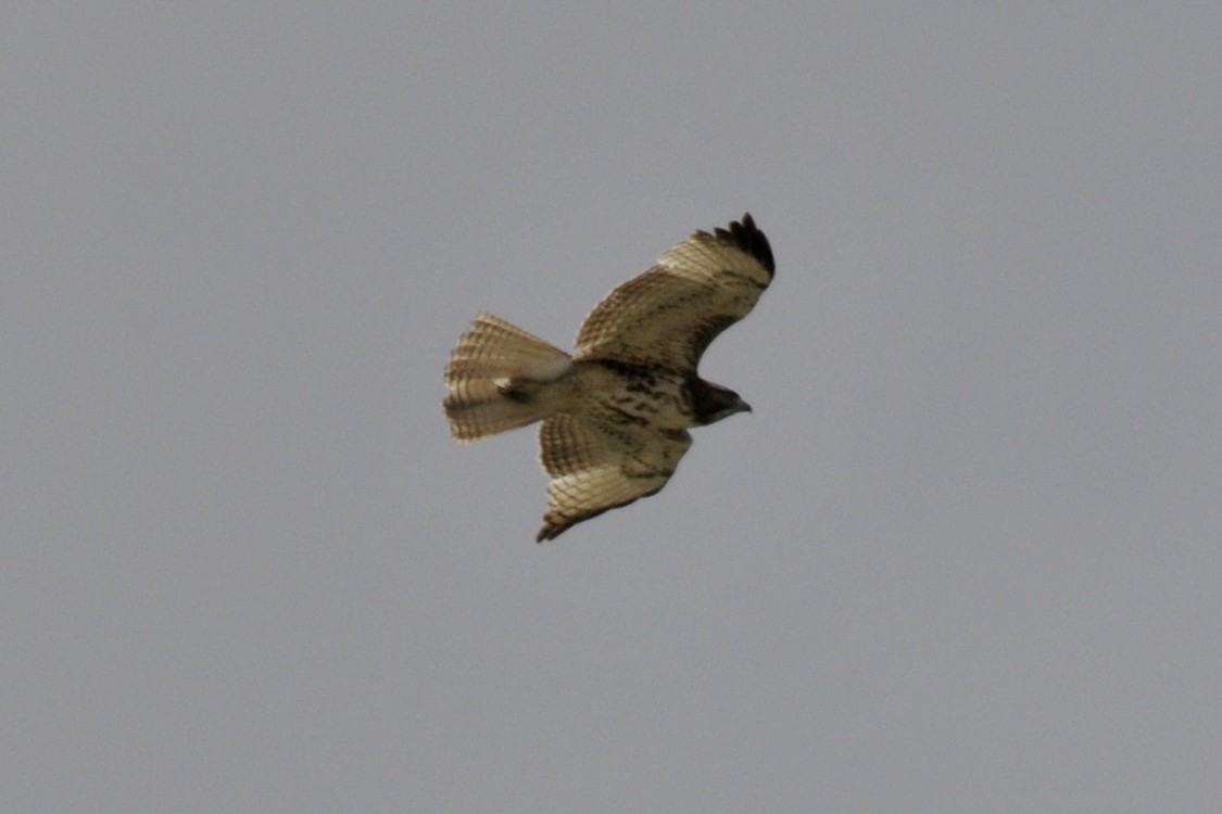 Red-tailed Hawk - John Doty