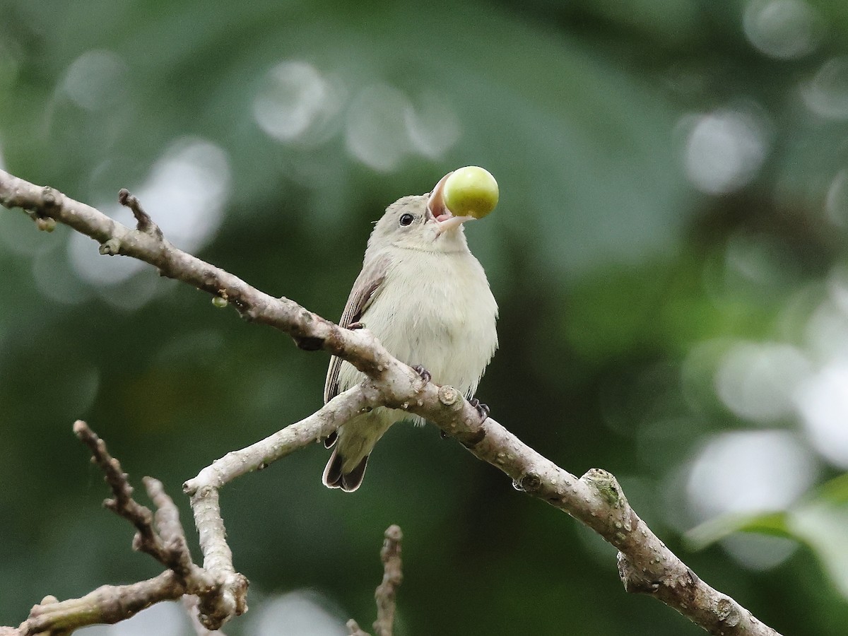 Pale-billed Flowerpecker - Gowri Shankar S