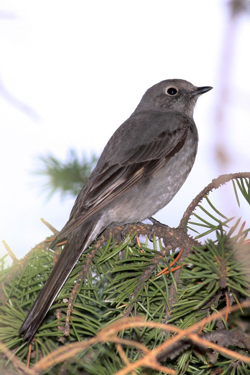 Townsend's Solitaire - ML37656281