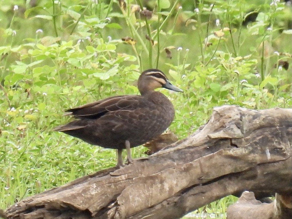 Pacific Black Duck - Mayumi Green