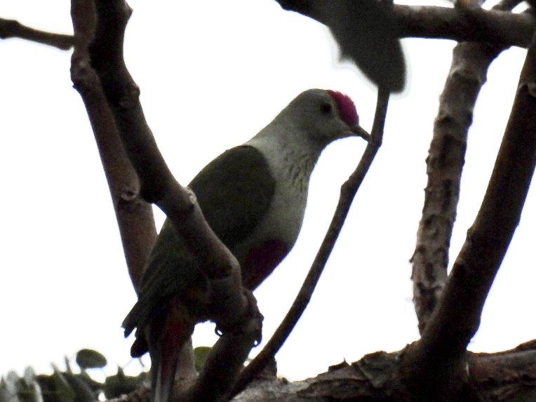 Red-bellied Fruit-Dove - Mayumi Green