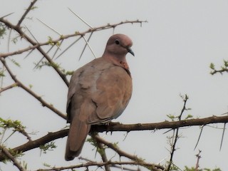 Laughing Dove, ML376567961