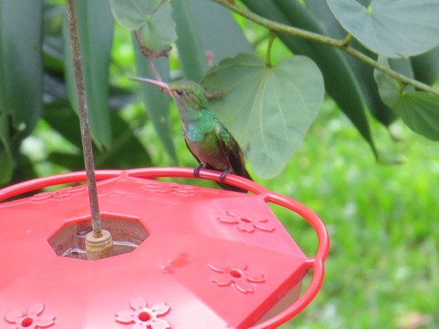 Rufous-tailed Hummingbird - ML376568191