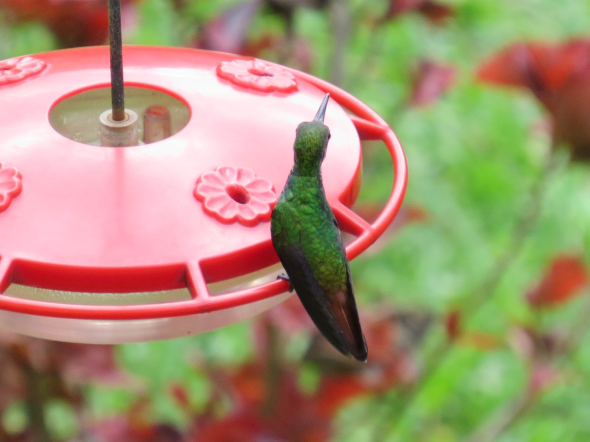 Rufous-tailed Hummingbird - ML376568211