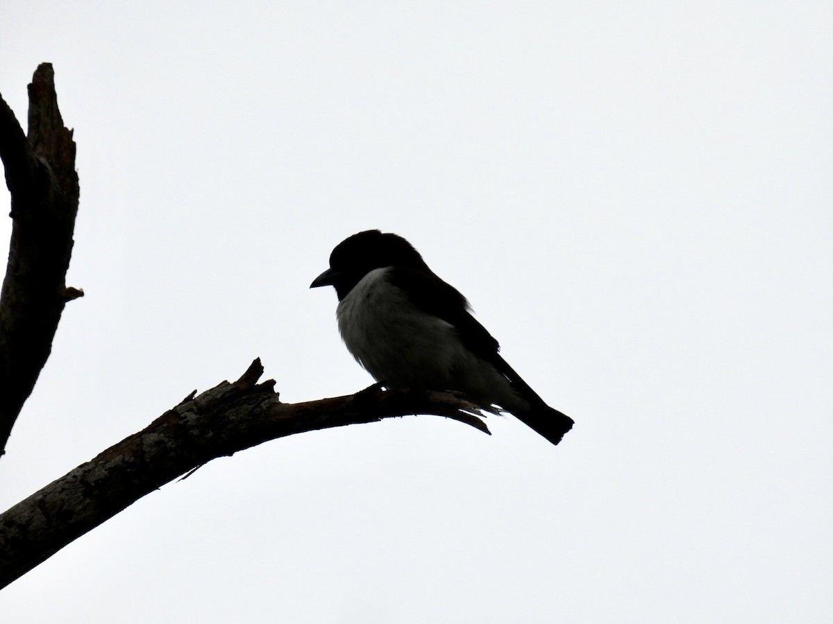 White-breasted Woodswallow - ML376568801