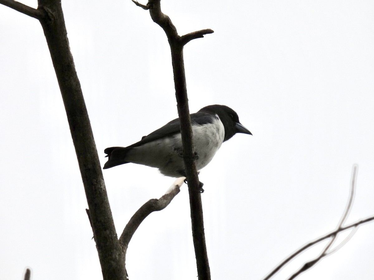 White-breasted Woodswallow - ML376568811