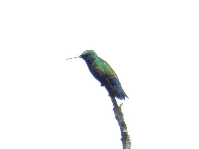 Blue-vented Hummingbird - ML376569491