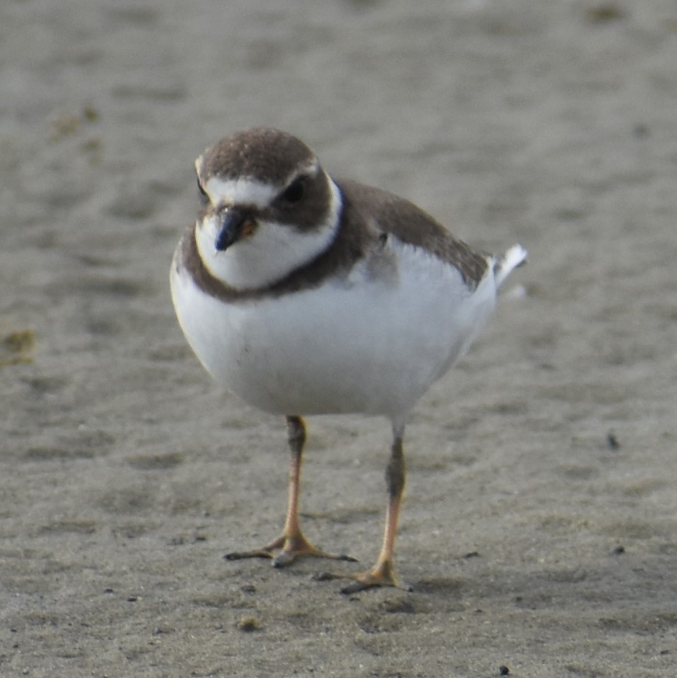 Semipalmated Plover - ML376569791
