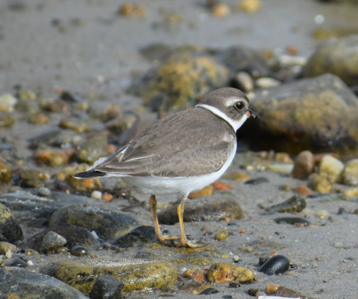 Semipalmated Plover - ML376569811
