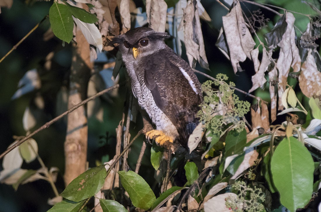Barred Eagle-Owl - Michael Todd