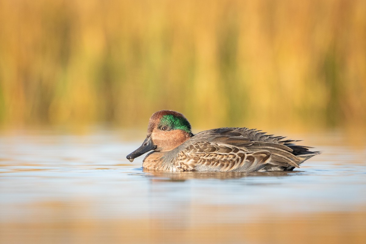 Green-winged Teal - ML376570441