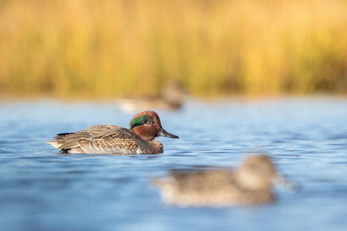 Green-winged Teal - ML376570461