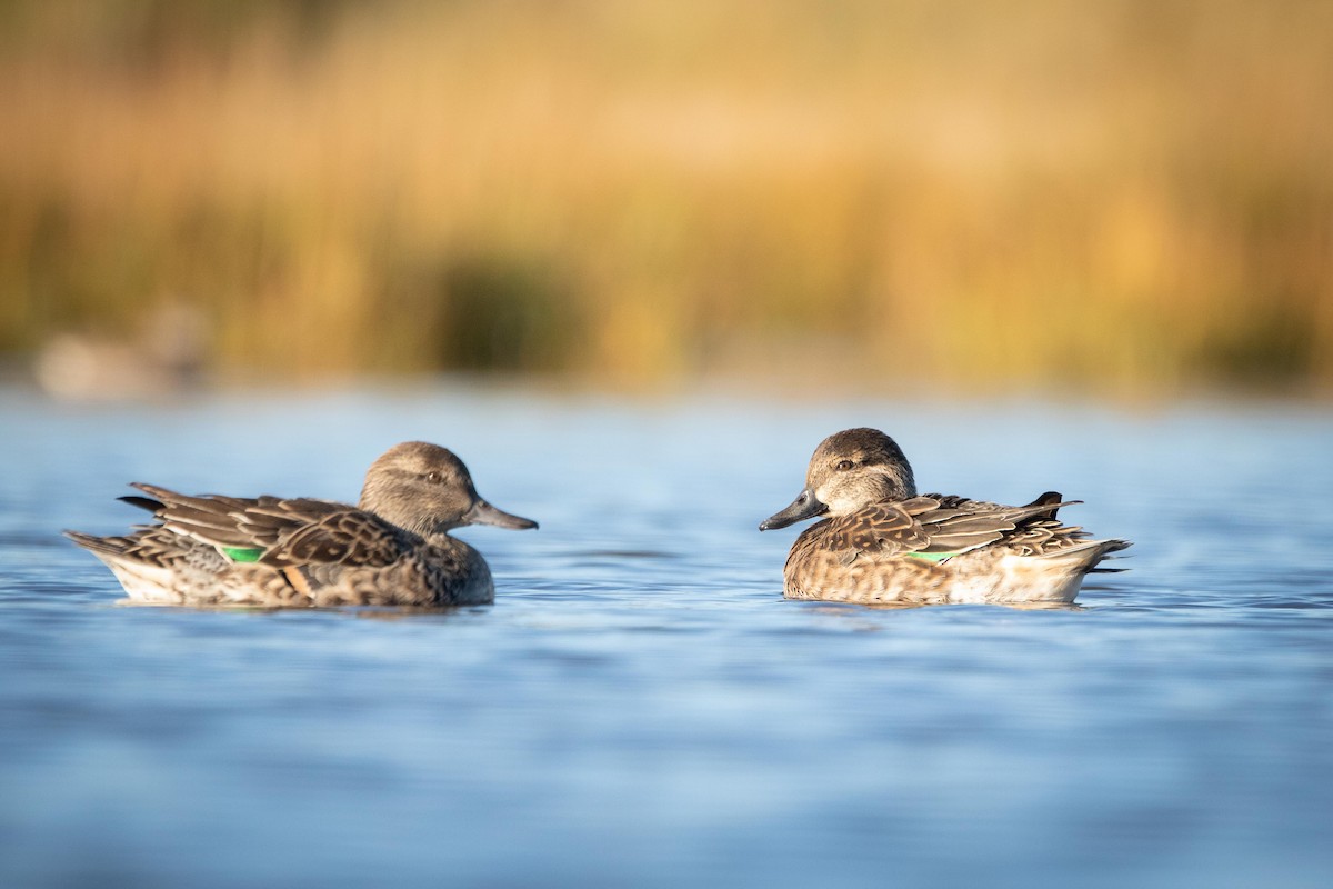 Green-winged Teal - ML376570471