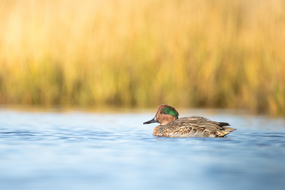 Green-winged Teal - ML376570521