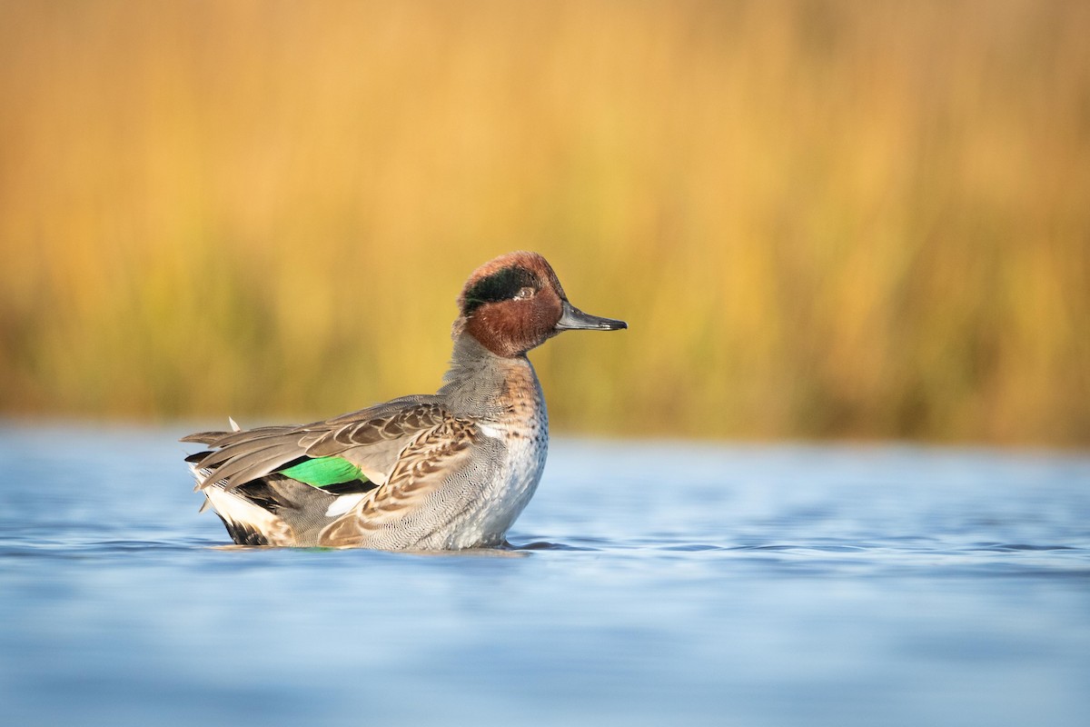Green-winged Teal - ML376570531