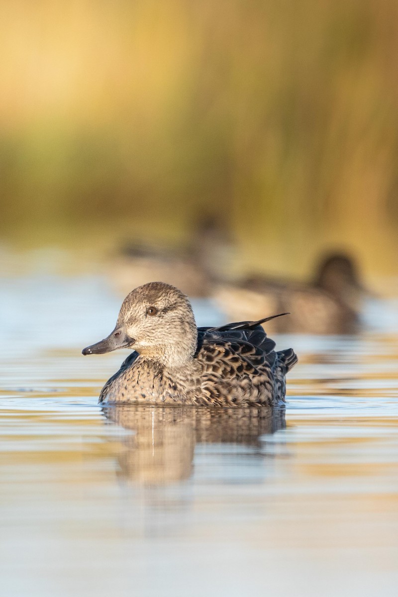 Green-winged Teal - ML376570601