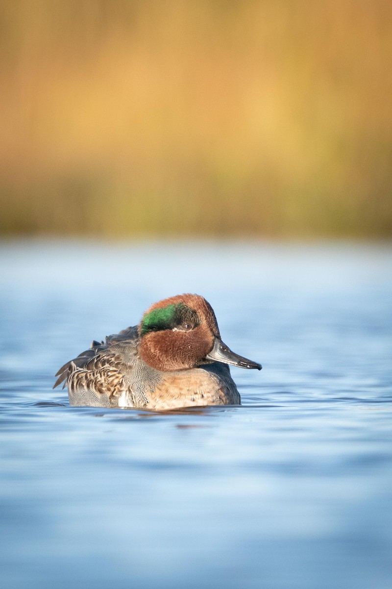 Green-winged Teal - ML376570611