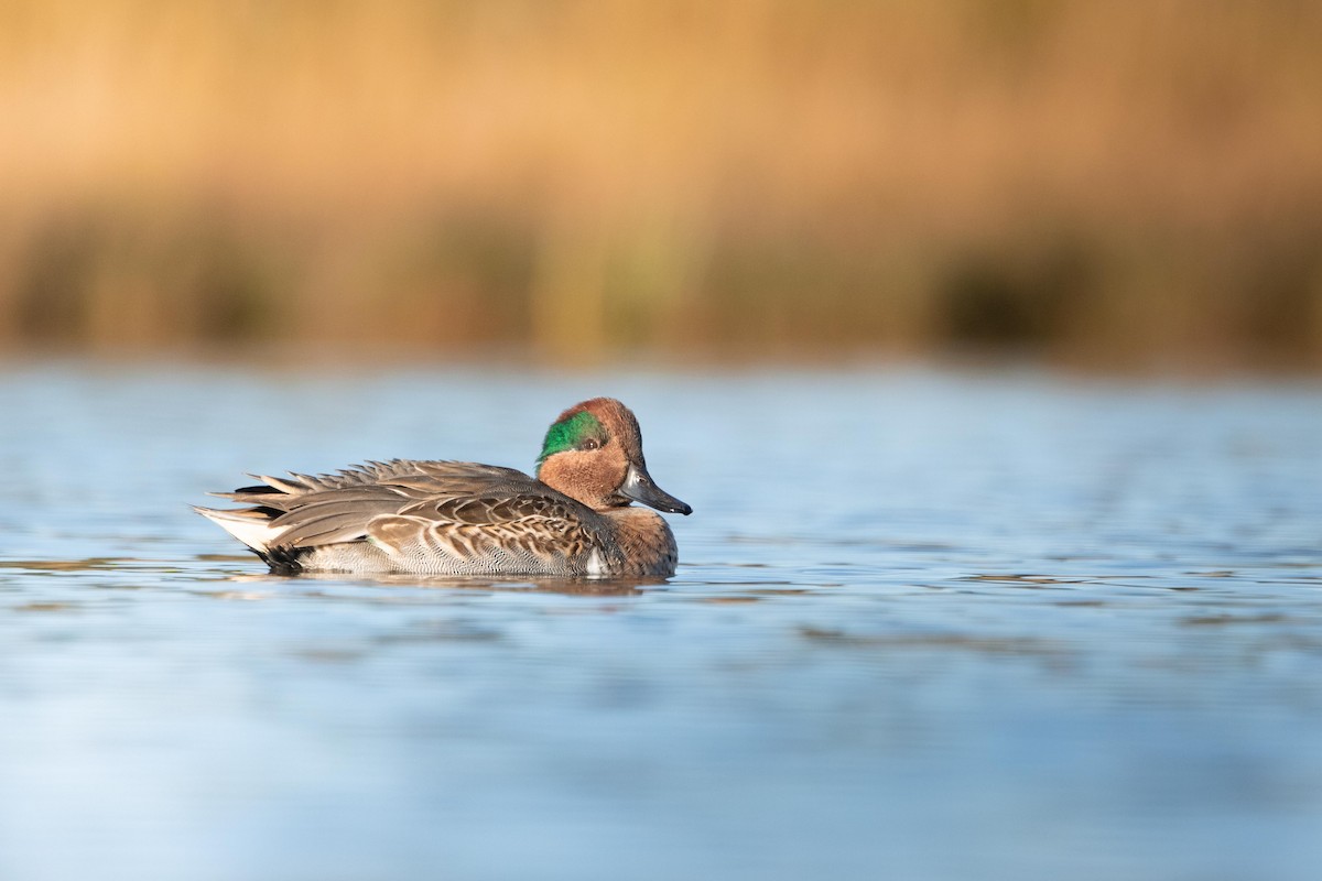 Green-winged Teal - ML376570651